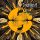 DALRIADA: Napisten hava (+1 bonus,ltd.) (CD)