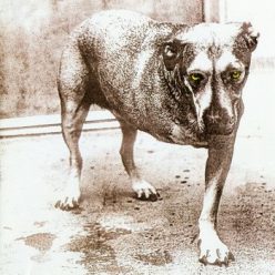 ALICE IN CHAINS: Alice In Chains (CD)