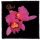 OPETH: Orchid (9,5 cm x 9,5 cm) (patch)
