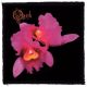 OPETH: Orchid (95x95) (felvarró)