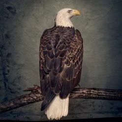 CLUTCH: Book Of Bad Descisions (CD)