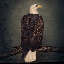 CLUTCH: Book Of Bad Descisions (2LP, color, ltd.)