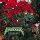KILLSWITCH ENGAGE: Atonement (CD)